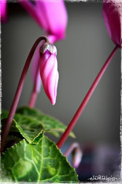 1- pink flower