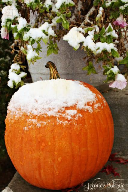 snow on pumpkin