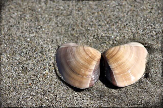10- seashell