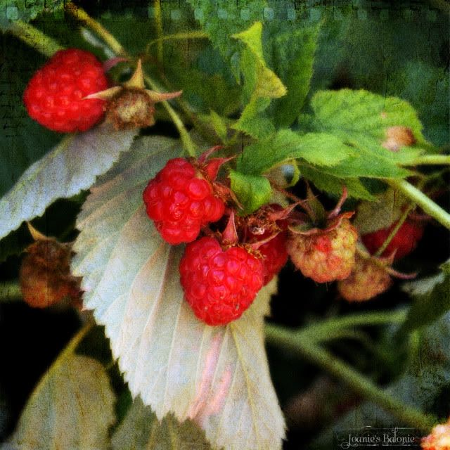 tt raspberries