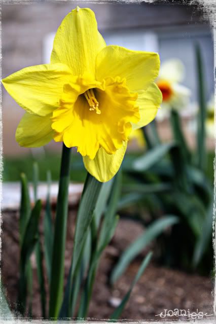 narcissus,flower