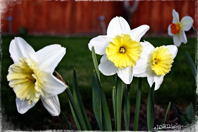 narcissus,flower