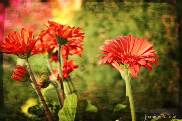 20- red gerbera