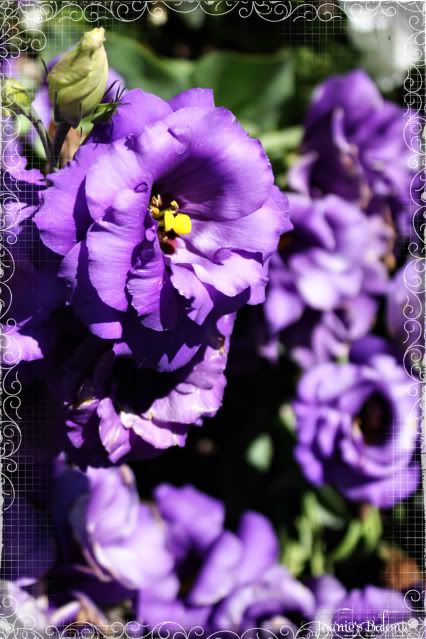 purple flower