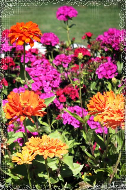 zinnia & geranium