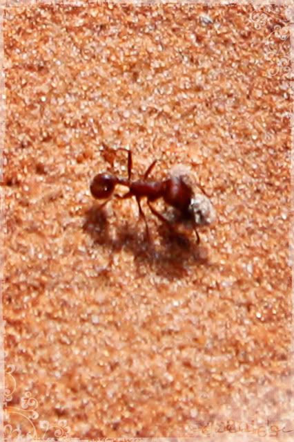 3- ant up close