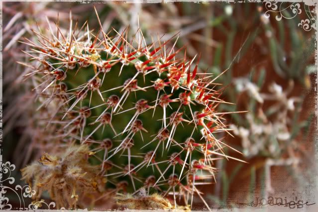 3- cactus