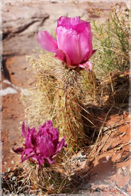 3- cactus flower