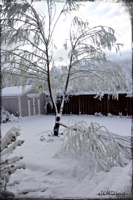 snow on willow