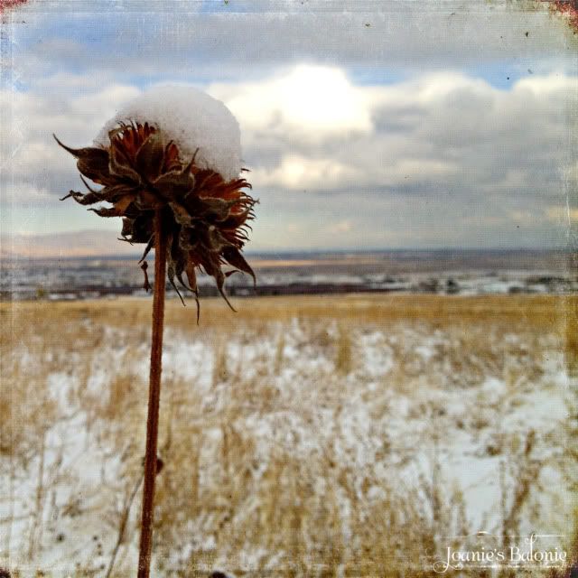 snow topped thistle