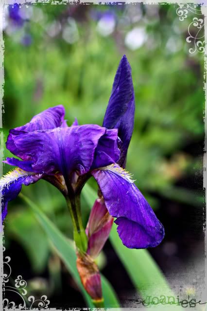 purple,iris,flower