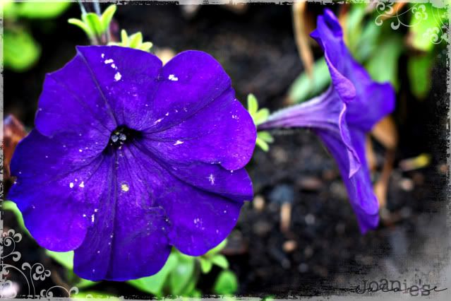 purple,petunia,flower