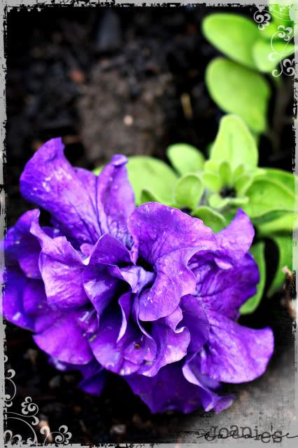 purple,petunia,flower