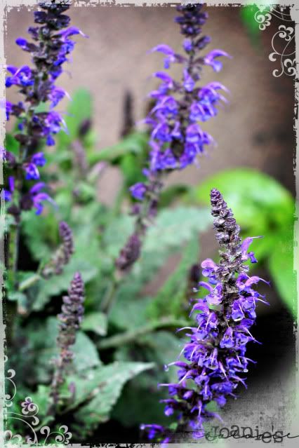 purple,salvia,flower