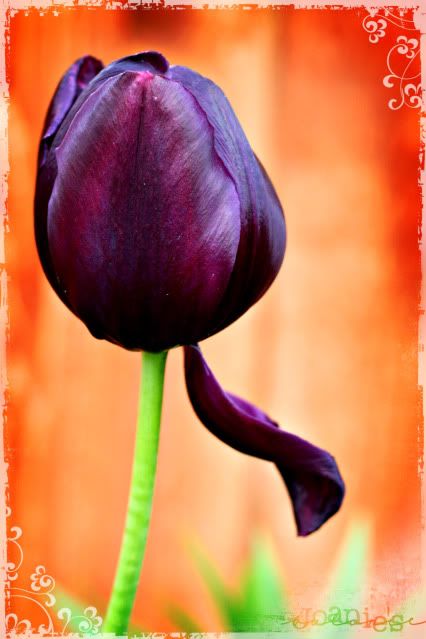 purple,tulip,flower