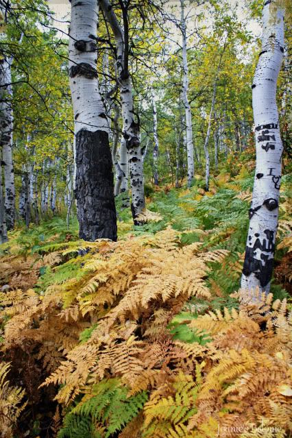 fern carpet