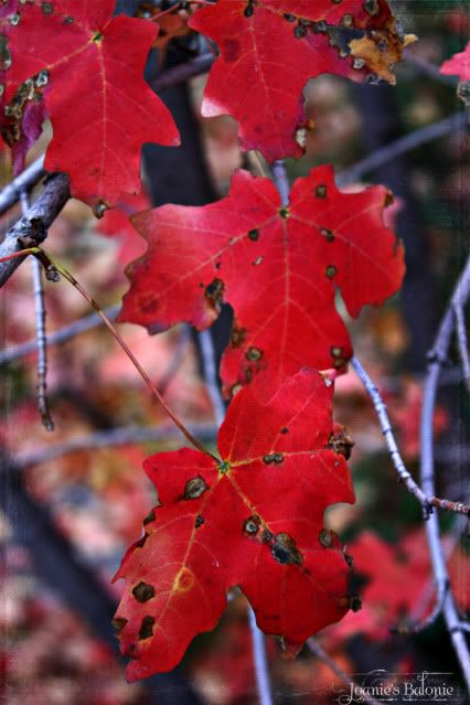 maple leaves