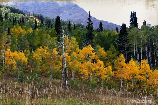 naked aspen