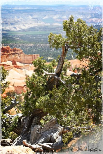 Bryce Canyon,Utah