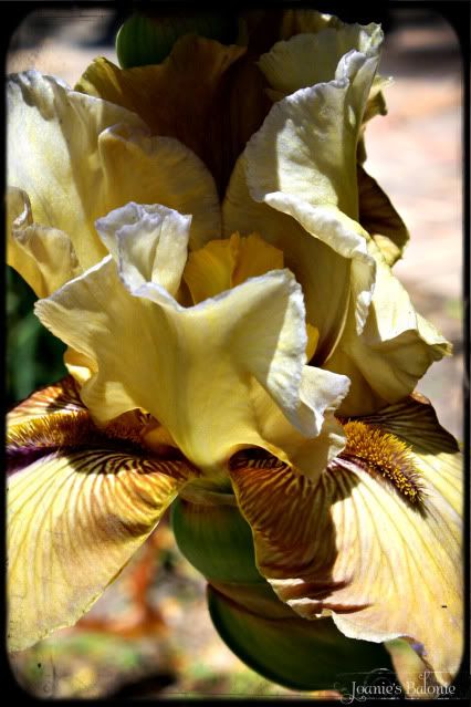 cream iris