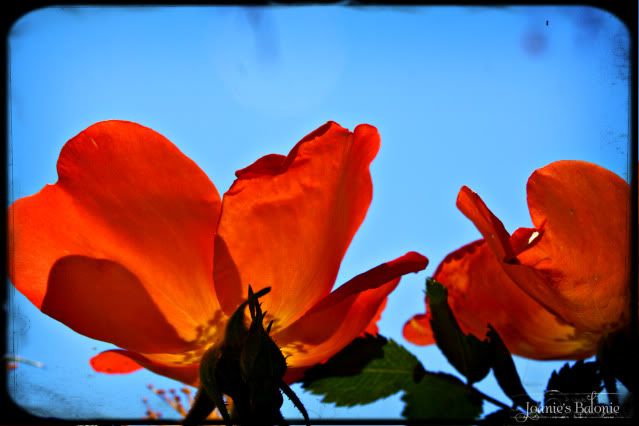 rose silhouette