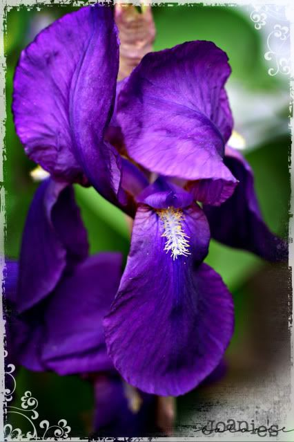iris,flowers