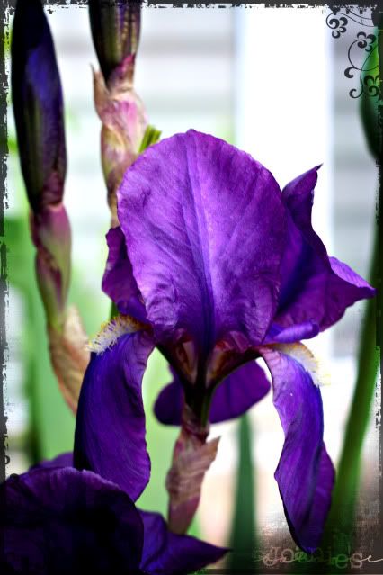 iris,flowers