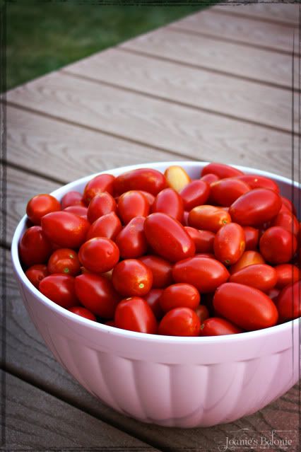 tomato harvest