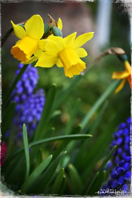 16- daffodils