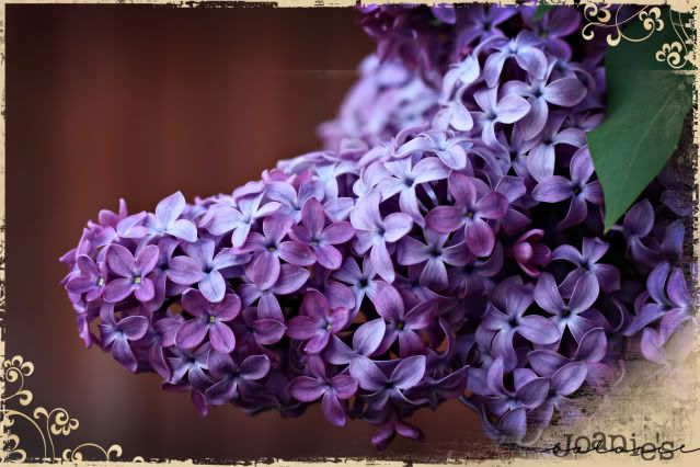 flowers,lilac