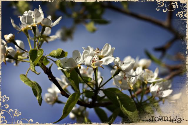 flowers,trees