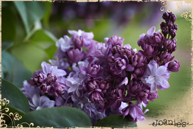 flowers,lilac