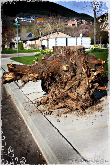 stump on sidewalk