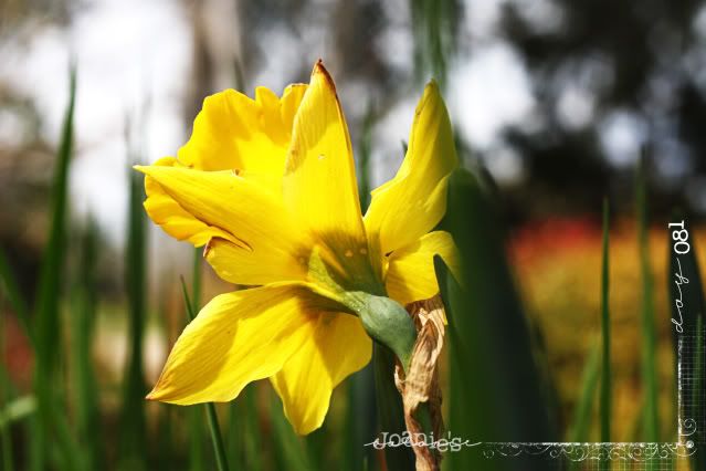 081- daffodil