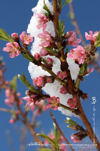 106- snow on blossoms