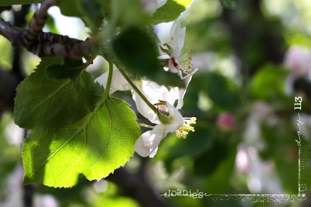 113- apple blossoms