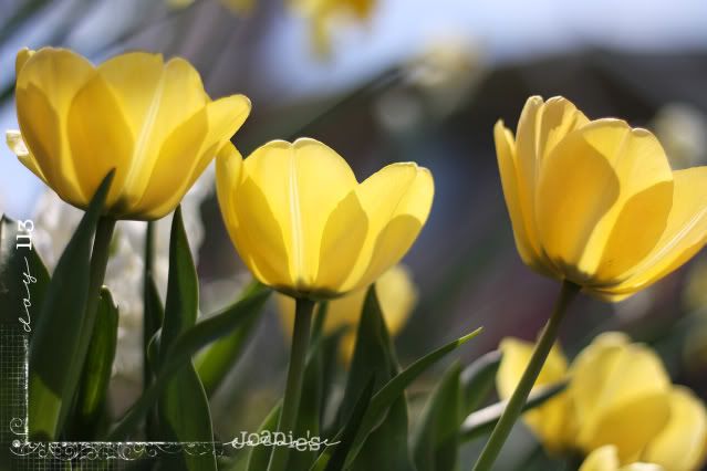 113- yellow tulips