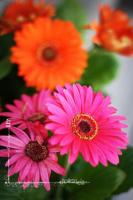 117- gerbera daisy