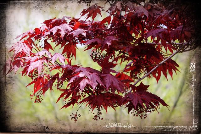 123- Japanese Maple