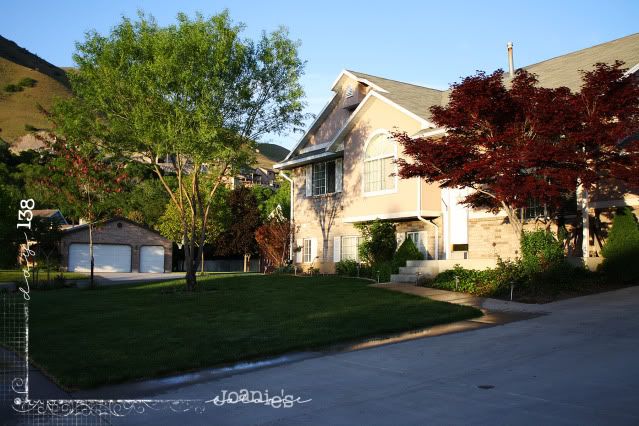 garden,trees