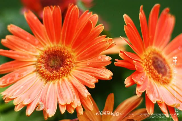 flowers,gerbera daisy,garden