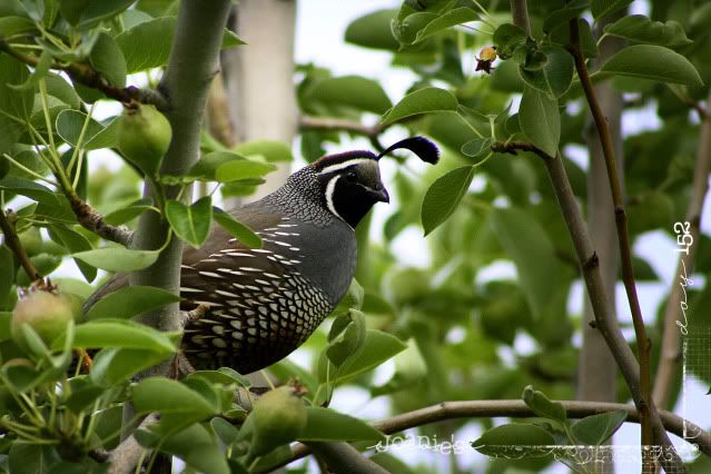 nature,birds,quail