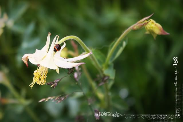 flowers,wildflowers,bugs