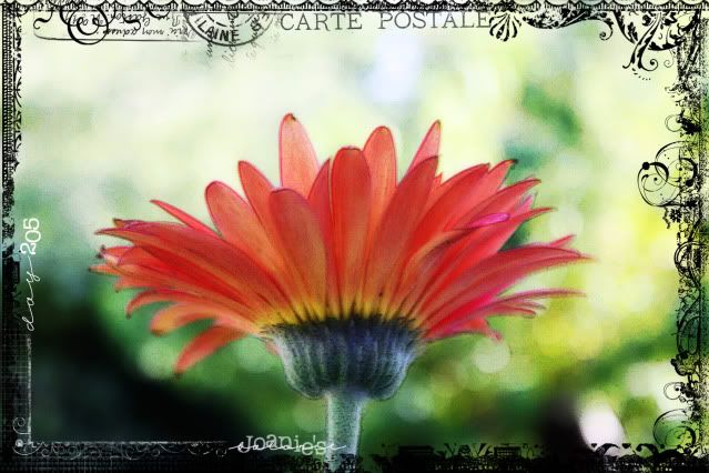 gerbera daisy