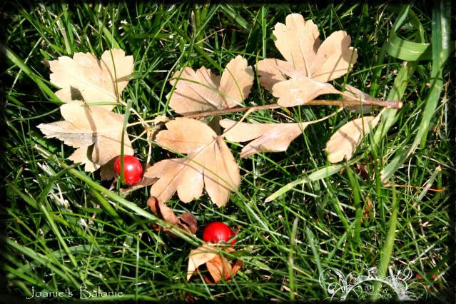 286- holly berry leaves