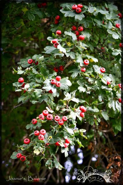 286- Holly berry tree