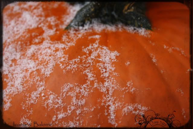 301- snow on pumpkin
