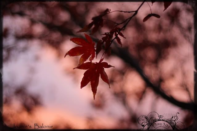 303- japanese maple sunset