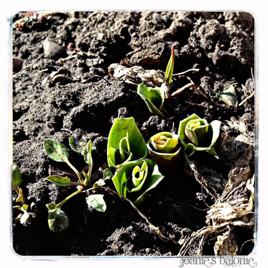 nibbled tulips 11 photo 11-nibbledtulips11_zpsc581761c.jpg