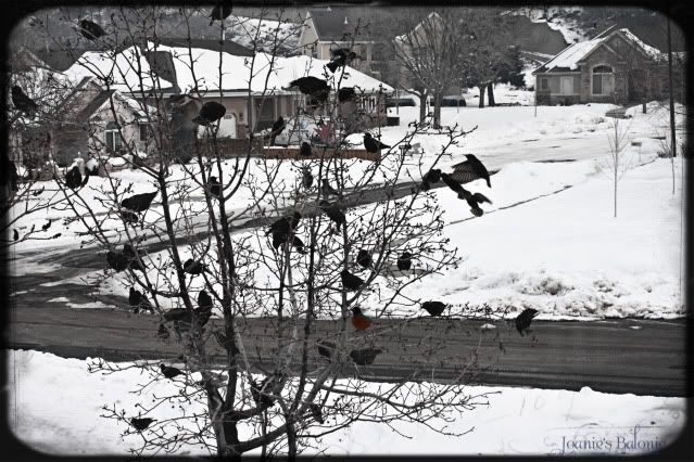 lone robin photo 23-lonerobin.jpg